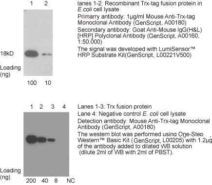 鼠抗Trx单克隆抗体产品应用举例
