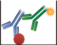 indirect elisa