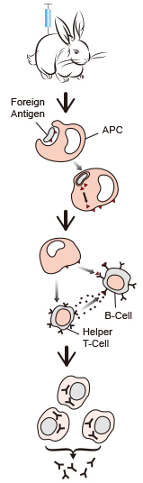 Making Antibodies Begins With Immunization